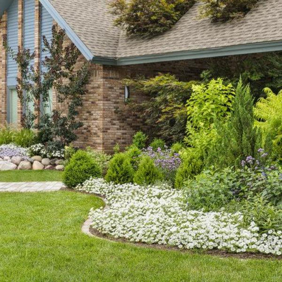 Supertunia Vista Snowdrift in the landscape