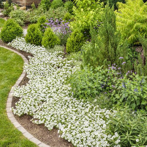 Supertunia Vista Snowdrift Petunia For Sale | Garden Goods Direct