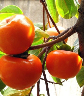 Suruga Persimmon Tree
