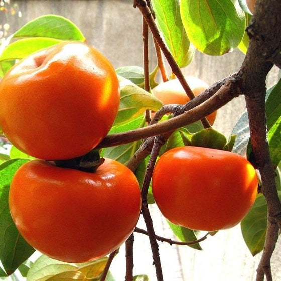 Suruga Persimmon Tree