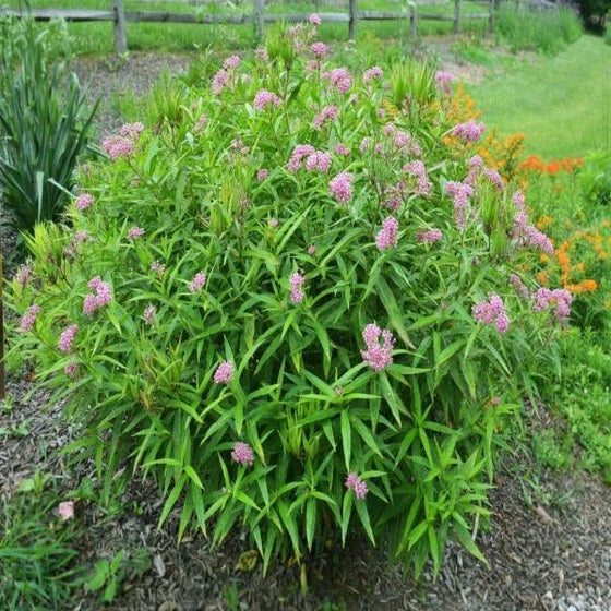 Asclepias incarnata in the landscape with pink flowers