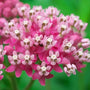Pink Flowers of Asclepias incarnata