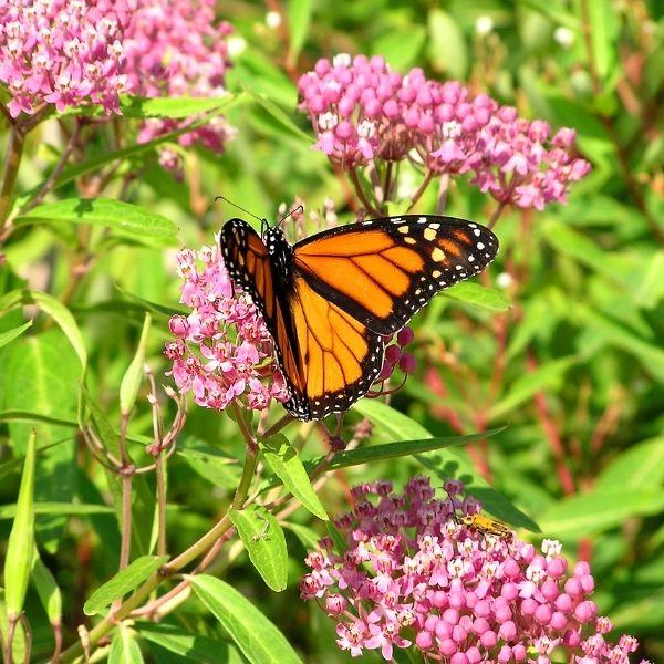 Buy Swamp Milkweed Plants Online | Garden Goods Direct