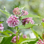 clusters of pink flowers from butterfly weed asclepias