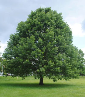 Swamp White Oak Tree