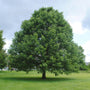 Swamp White Oak Tree with a broad rounded canopy growing as a native shade tree in a large landscape