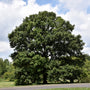 Swamp White Oak Tree planted in a moist low area as a native shade tree