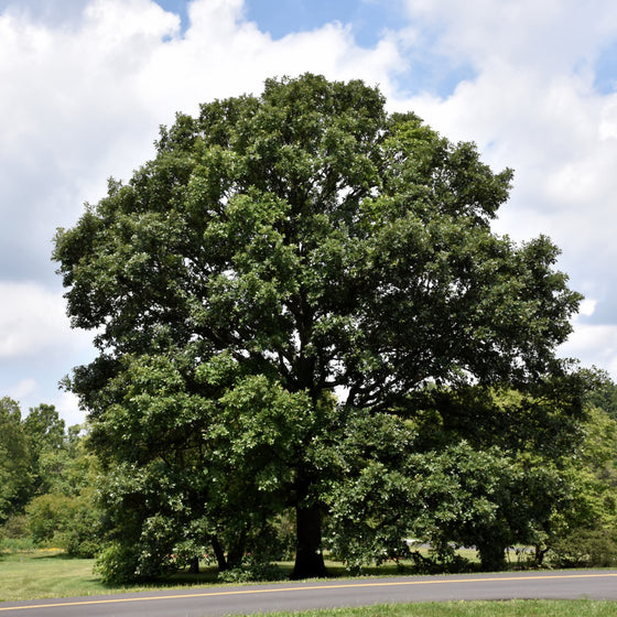 Swamp White Oak Tree planted in a moist low area as a native shade tree
