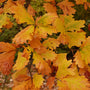 Mature Swamp White Oak Tree with golden fall foliage