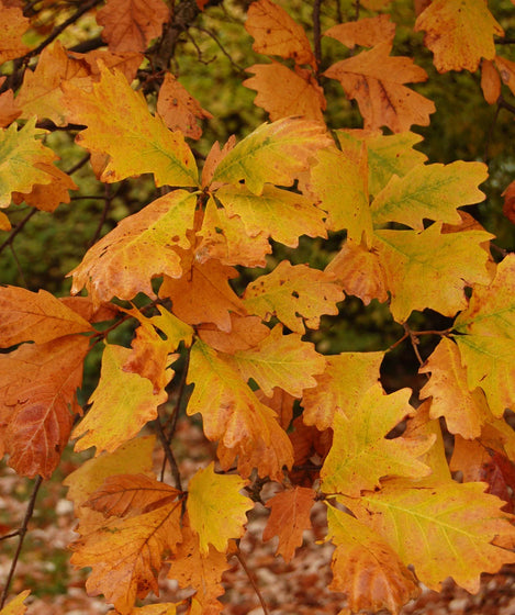 Mature Swamp White Oak Tree with golden fall foliage