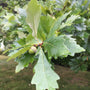 Close-up of Quercus bicolor leaves showing dark green tops and silvery-white undersides