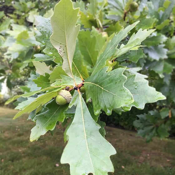 Close-up of Quercus bicolor leaves showing dark green tops and silvery-white undersides