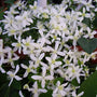 Sweet Autumn Clematis trained on a pergola with dense green foliage and white blooms