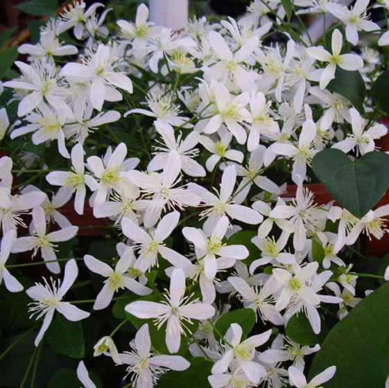Sweet Autumn Clematis trained on a pergola with dense green foliage and white blooms