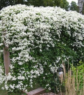 Sweet Autumn Clematis