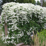 Sweet Autumn Clematis vine covered in fragrant white fall flowers on a garden trellis