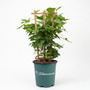 A potted green leafy plant with a small wooden trellis support, shown in a dark green nursery pot on a clean white background. The pot is branded with 'TheBlooms GARDEN GOODS'.
