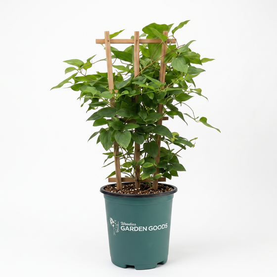 A potted green leafy plant with a small wooden trellis support, shown in a dark green nursery pot on a clean white background. The pot is branded with 'TheBlooms GARDEN GOODS'.