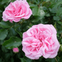 Long Blooming Sweet Drift Rose Groundcover Bushes
