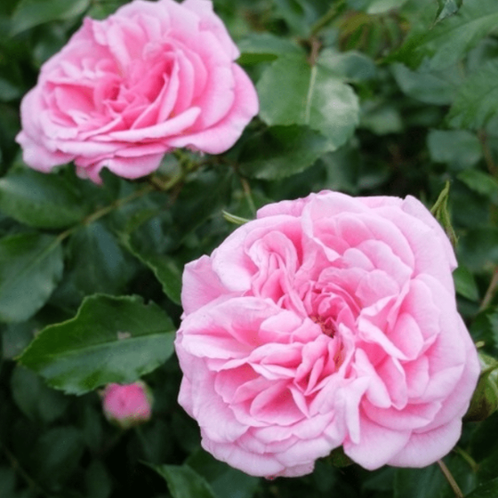 Long Blooming Sweet Drift Rose Groundcover Bushes