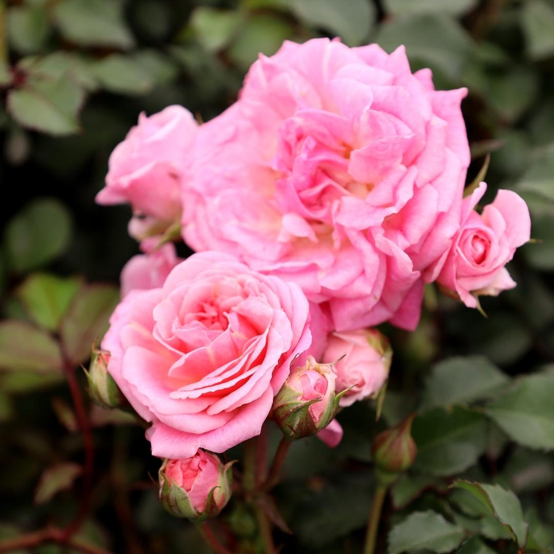 Pink blanket best sale shrub rose