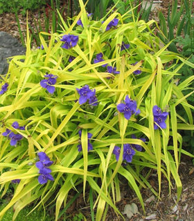 Sweet Kate Spiderwort