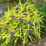 Sweet Kate Spiderwort with golden yellow foliage and violet-blue flowers growing in a part shade perennial garden