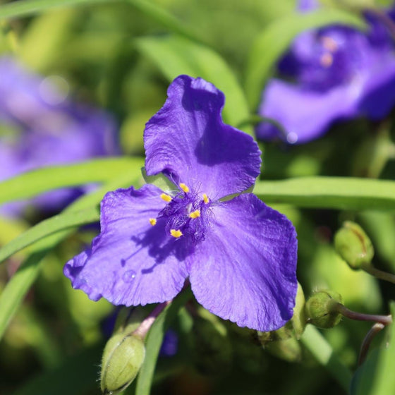 sweet kate spiderwort purple perennial