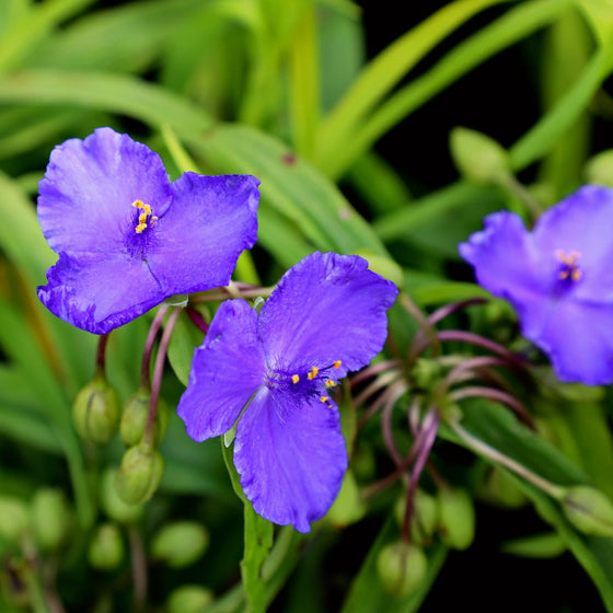 Tradescantia Sweet Kate has bright blueish purple blooms