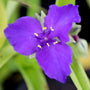 bright purple blooms on sweet kate spiderwort plant