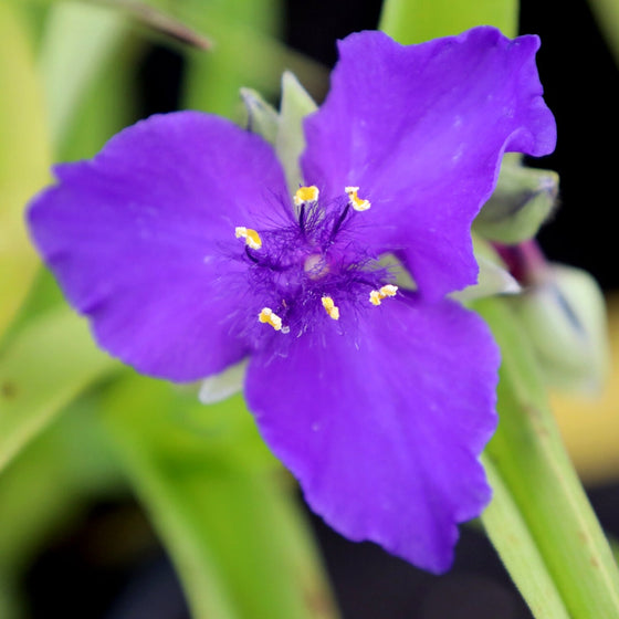 bright purple blooms on sweet kate spiderwort plant