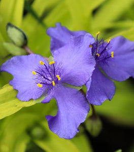Sweet Kate Spiderwort