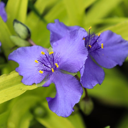 sweet-kate-spiderwort-