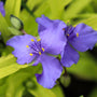close up image of sweet kate spiderwort