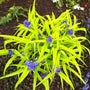 Tradescantia Sweet Kate has vibrant green foliage and blue flowers