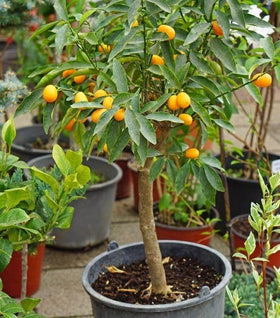 Sweet Kumquat Tree