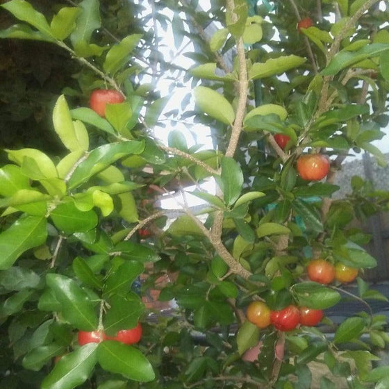bright green foliage and Sweet Southern Cherry Tree