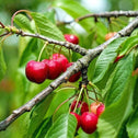 bright red cherries on Sweet Southern Cherry Tree