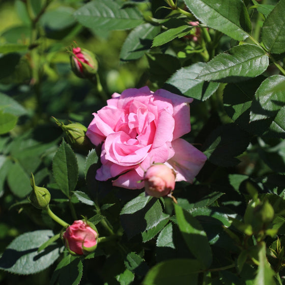close up view of pale pink bloom on sweet sunblaze miniature rose tree