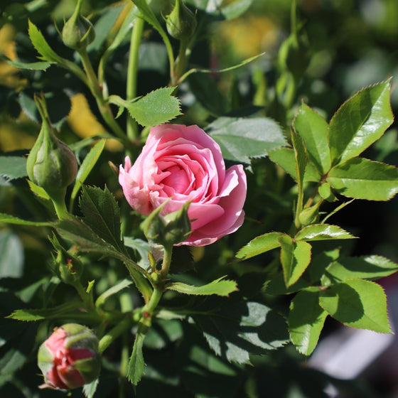 close up view of pale pink bloom on sweet sunblaze miniature rose tree
