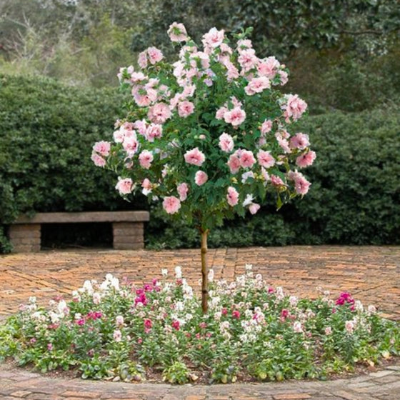 sweet pink rose tree