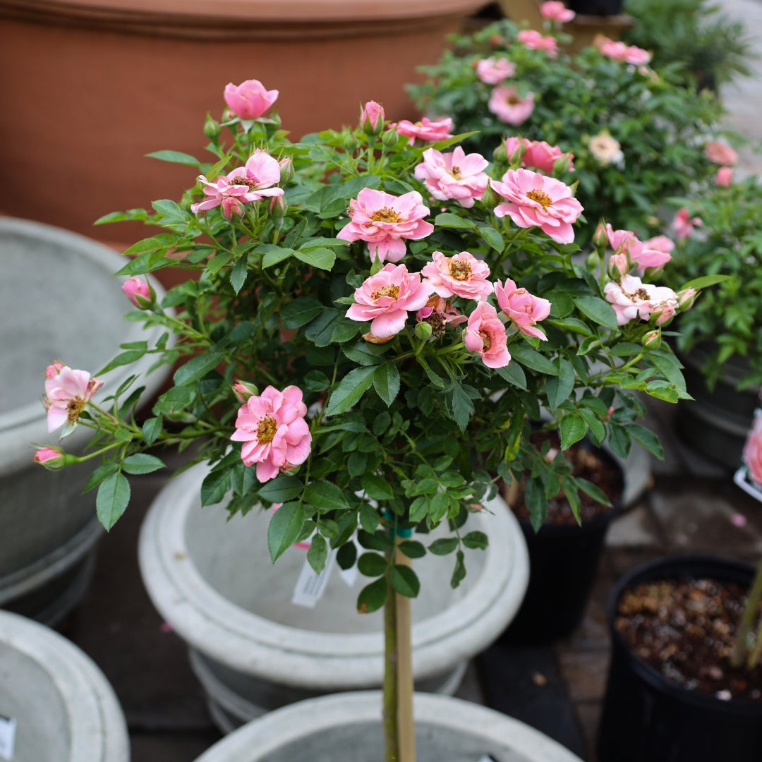 miniature rose bonsai tree Sweet Sunblaze® Miniature Rose – Tree Form
