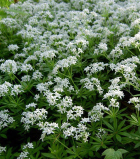 Sweet Woodruff