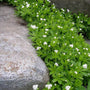 Galium odoratum along a low stone wall