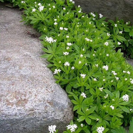 Galium odoratum along a low stone wall