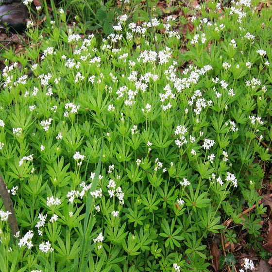 Buy Sweet Woodruff plants Online Garden Goods Direct