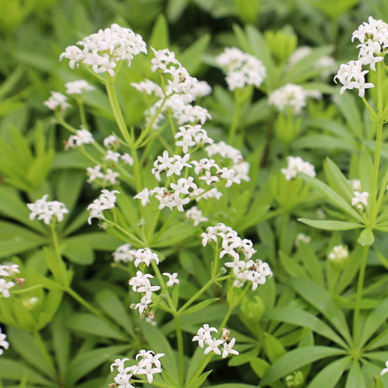 Buy Sweet Woodruff plants Online Garden Goods Direct
