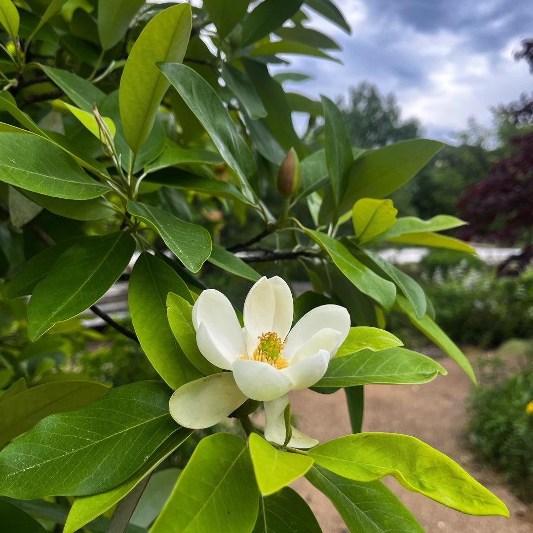 Sweetbay Magnolia Tree | Fragrant White Blooms, Wet Soil Tolerant