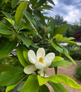 Sweetbay Magnolia