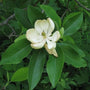 Sweetly scented flower Sweetybay Magnolia virginiana Tree